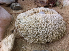 Brain Coral with its ribbons and curves.... look closer....