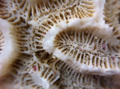 Twisty brain coral (macro)